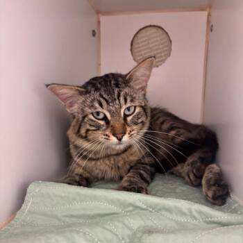 Ross -  Domestic Medium Hair Cat for Adoption in Clavet, Saskatchewan - Ross | PetCurious