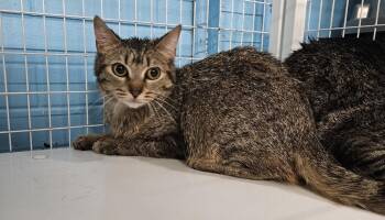 Domestic Short Hair Cats Available for Adoption - Breeze | PetCurious