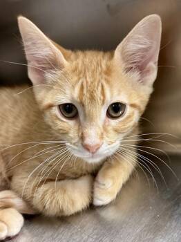Rescue Domestic Short Hair Cats for Adoption in Wichita, Kansas - Chubby Bird | PetCurious