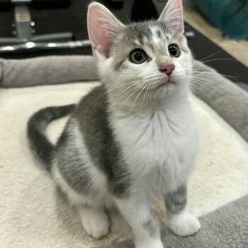 Thresher -  Domestic Short Hair Cat for Adoption in Martinsville, Indiana - Thresher | PetCurious