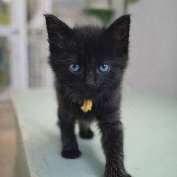 Domestic Short Hair Cats Available for Adoption - Brownie Cream (Yellow Collar) | PetCurious