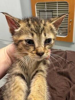 Bass -  Domestic Short Hair Cat for Adoption in Bloomington, Indiana - Bass | PetCurious