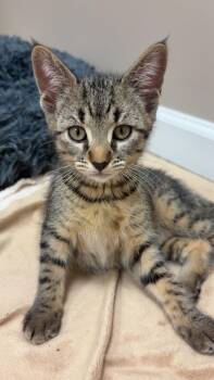 Jack -  Tabby and Domestic Short Hair Cat for Adoption in Buford, Georgia - Jack | PetCurious