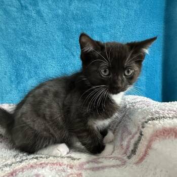 Yertle -  Domestic Short Hair Cat for Adoption in Puslinch, Ontario - Yertle | PetCurious