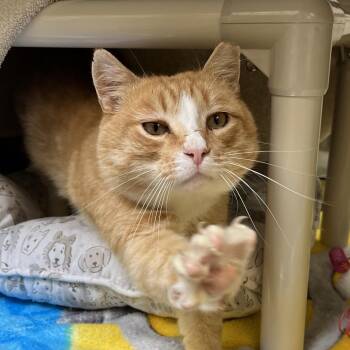Kirk -  Domestic Short Hair Cat for Adoption in York, Pennsylvania - Kirk | PetCurious