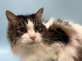 Walter -  Domestic Medium Hair and Domestic Short Hair Cat for Adoption in Woodbury, Minnesota - Walter | PetCurious