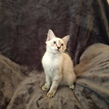 Jelly roll -  Domestic Short Hair Cat for Adoption in Rocky Mount, Virginia - Jelly Roll | PetCurious
