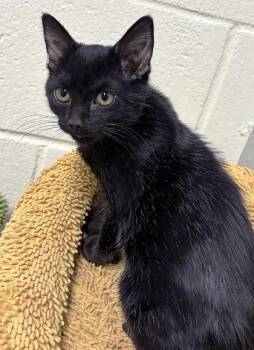 Libra 495-26 -  Domestic Short Hair Cat for Adoption in Cumming, Georgia - Libra 495-26 | PetCurious