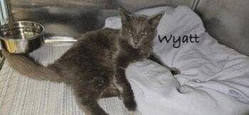 Wyatt -  Russian Blue and Domestic Short Hair Cat for Adoption in Oakland Park, Florida - Wyatt | PetCurious