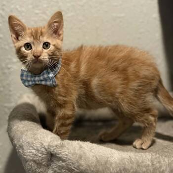 Ian -  Domestic Short Hair Cat for Adoption in Watertown, Wisconsin - Ian | PetCurious