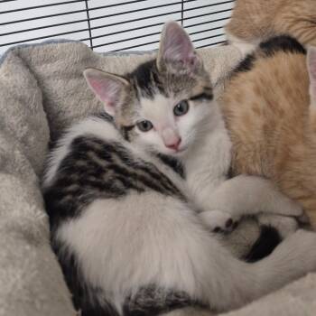 American Shorthair Cats Available for Adoption in Kingman, Kansas - Jacks | PetCurious