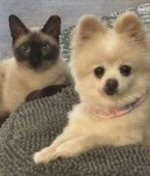 Sophie -  Siamese and Domestic Short Hair Cat for Adoption in Lenexa, Kansas - Sophie | PetCurious