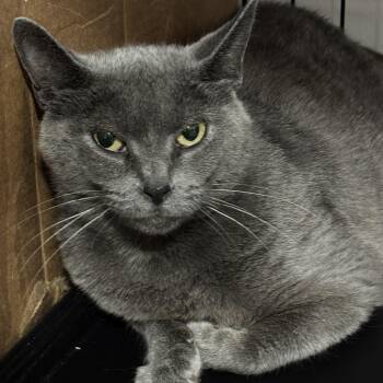 Baklava -  Domestic Short Hair and Russian Blue Cat for Adoption in Ben Avon, Pennsylvania - Baklava | PetCurious