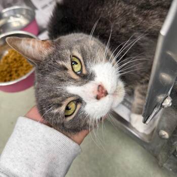 Peach -  Domestic Short Hair Cat for Adoption in Chicago, Illinois - Peach | PetCurious