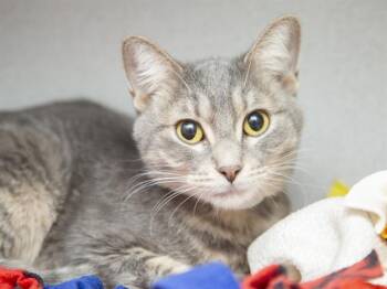 Domestic Short Hair Cats Available for Adoption - PRINCESSA | PetCurious