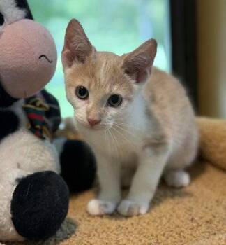 Pasodoble -  Domestic Short Hair Cat for Adoption in Midland, Virginia - Pasodoble | PetCurious