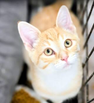 Eddy & Wembley -  Domestic Short Hair Cat for Adoption in Lucknow, Ontario - Eddy & Wembley | PetCurious