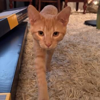 Chuck -  Domestic Short Hair Cat for Adoption in Port Charlotte, Florida - Chuck | PetCurious