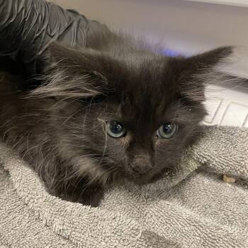 Chris -  Domestic Long Hair Cat for Adoption in Chicago, Illinois - Chris | PetCurious