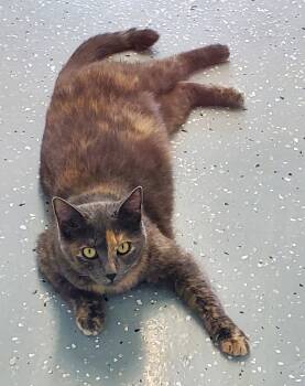 Lilac -  Domestic Short Hair Cat for Adoption in Greenville, Illinois - Lilac | PetCurious