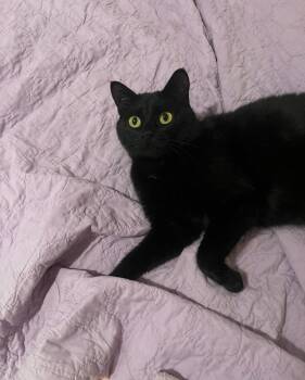 Domestic Short Hair Cats Available for Adoption in Minneapolis, Minnesota - Tish | PetCurious