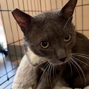 Domestic Short Hair Cats Available for Adoption in Las Vegas, Nevada - Dracula | PetCurious
