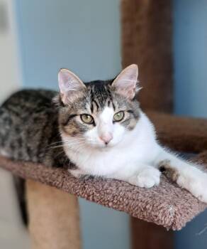 Rescue Domestic Short Hair Cats for Adoption in Shelbyville, Kentucky - Hershal | PetCurious