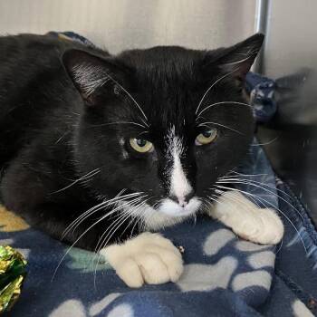 Onism -  Domestic Short Hair Cat for Adoption in Dekalb, Illinois - Onism | PetCurious