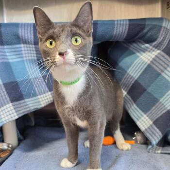 Domestic Short Hair Cats Available for Adoption in Fort Wayne, Indiana - Sky | PetCurious
