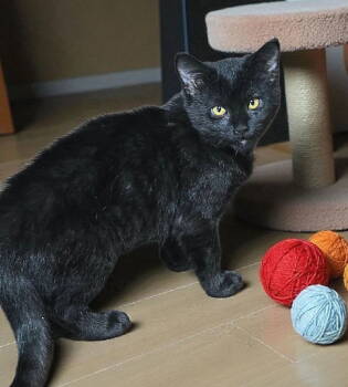 Rescue Bombay and Domestic Short Hair Cats for Adoption in Knoxville, Tennessee - Luna | PetCurious