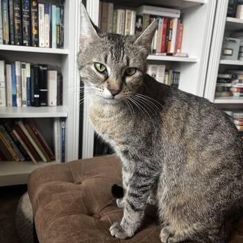 Domestic Short Hair Cats Available for Adoption in Houston, Texas - Feyre | PetCurious