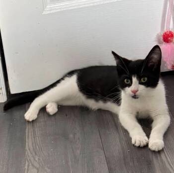 Magnolia -  Domestic Short Hair Cat for Adoption in Hamilton, Ontario - Magnolia | PetCurious