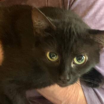 Salem -  Domestic Short Hair Cat for Adoption in York, Pennsylvania - Salem | PetCurious