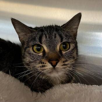 Cleopatra -  Domestic Short Hair Cat for Adoption in Logan, Utah - Cleopatra | PetCurious