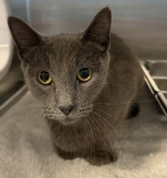 Rescue Domestic Short Hair Cats for Adoption in Pontiac, Michigan - Lil Kim | PetCurious