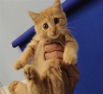 Domestic Short Hair Cats Available for Adoption in Albuquerque, New Mexico - CITRUS | PetCurious