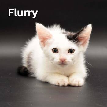 Flurry -  Domestic Short Hair Cat for Adoption in Chicago, Illinois - Flurry | PetCurious