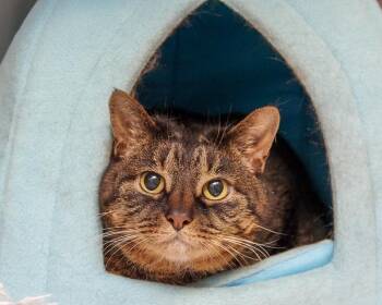Rescue Domestic Short Hair Cats for Adoption in Scituate, Massachusetts - Estella | PetCurious
