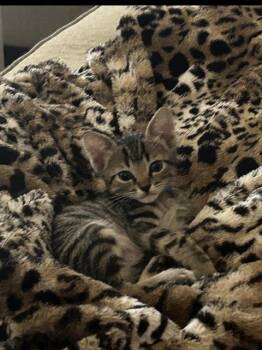 A186498 -  Domestic Short Hair Cat for Adoption in Pasadena, Texas - A186498 | PetCurious