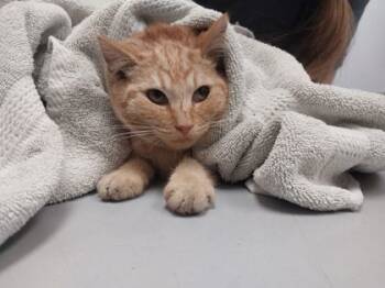 Rescue Domestic Short Hair Cats for Adoption in Gwinn, Michigan - Pallet Town | PetCurious