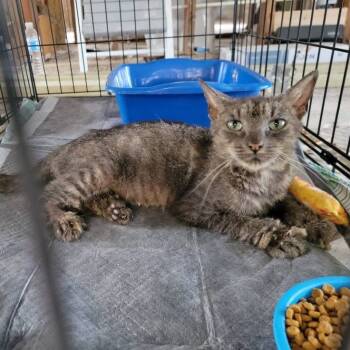 Rescue Domestic Short Hair Cats for Adoption in Port Richey, Florida - Little Miss Sunshine | PetCurious