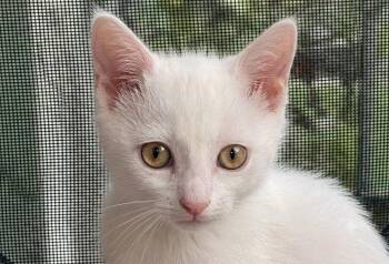 Louie -  Domestic Short Hair Cat for Adoption in Austin, Texas - Louie | PetCurious