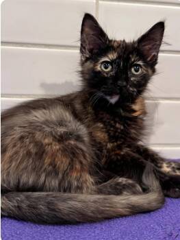 Liberty -  Domestic Medium Hair Cat for Adoption in Larkfield-wikiup, California - Liberty | PetCurious