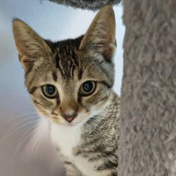 Alphie -  Domestic Short Hair Cat for Adoption in Knoxville, Tennessee - Alphie | PetCurious