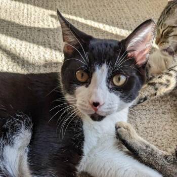 Panda - Costa Mesa Location -  Domestic Short Hair Cat for Adoption in Chino Hills, California - Panda - Costa Mesa Location | PetCurious
