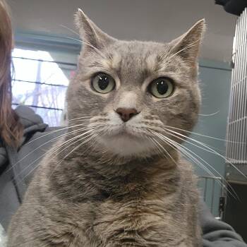 Domestic Short Hair Cats Available for Adoption in Spokane, Washington - Danica (Dani) | PetCurious