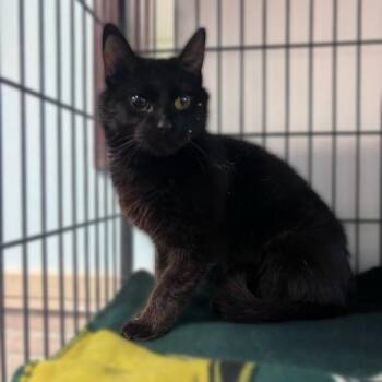 Ziggy Stardust -  Domestic Short Hair Cat for Adoption in Davenport, Iowa - Ziggy Stardust | PetCurious