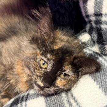 Butterfly -  Domestic Medium Hair Cat for Adoption in Redwood Valley, California - Butterfly | PetCurious
