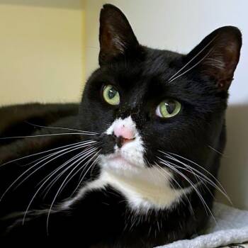 Zeke -  Domestic Short Hair Cat for Adoption in Woodinville, Washington - Zeke | PetCurious