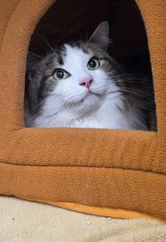 Domestic Medium Hair Cats Available for Adoption - Cletus | PetCurious